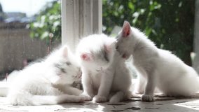 Three Small White Kittens Washes