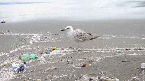 Gull searching for food  between rubbish on beach at naples