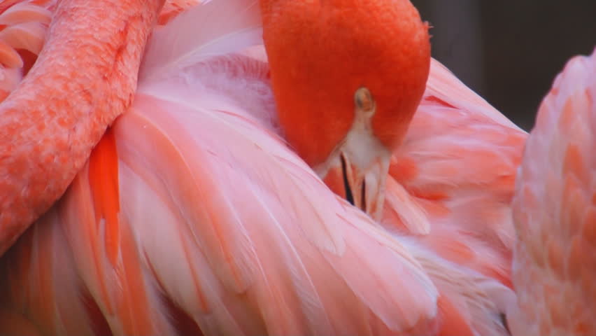 Pink Flamingo preening