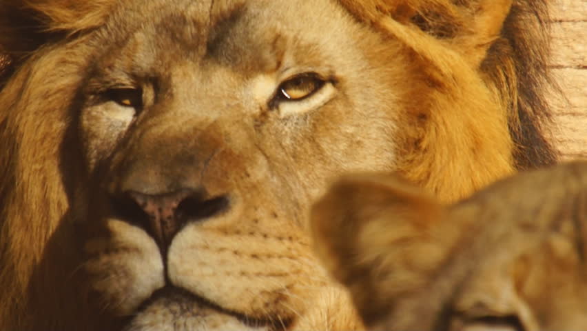 African Lion (Panthera Leo) male