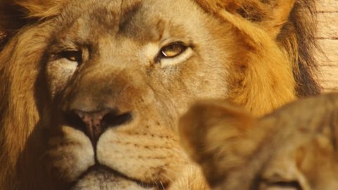 African Lion (Panthera Leo) male