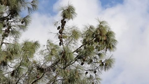 Pine against the sky