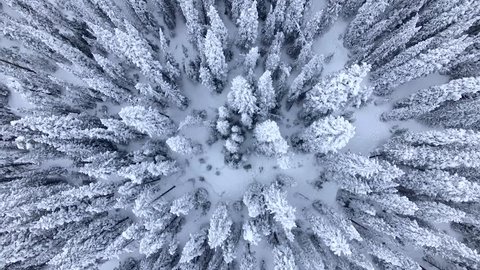 Beautiful Snow-Covered Evergreens. Aerial/Drone Footage of a Blizzard Aftermath near Breckenridge. Colorado Rocky Mountains