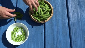 young female hand hulled green organic peas in white plate on blue wooden table outside. video clip.