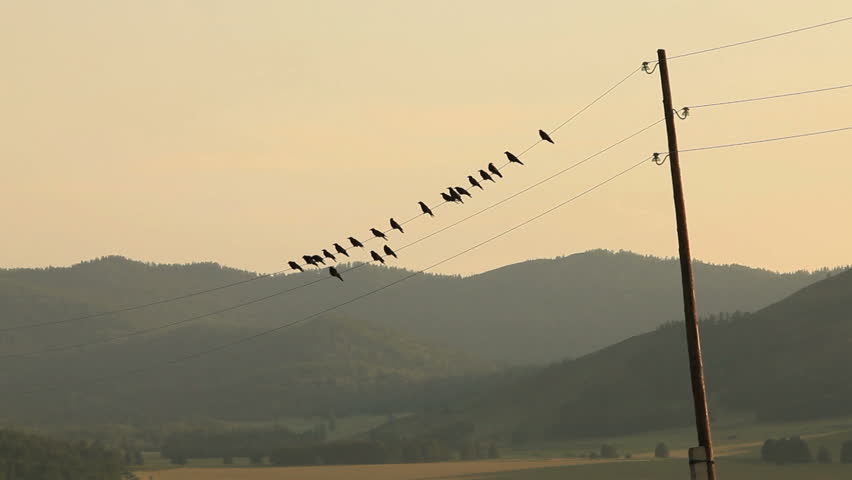 Crow flies off with wires