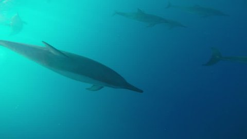 wild dolphins in Mauritiius - Indian Ocean