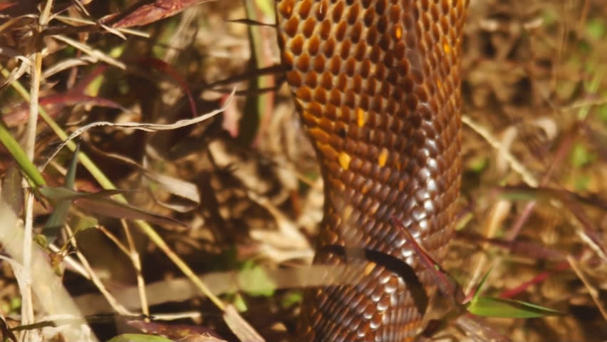 Cape Cobra (Naja nivea) is a highly venomous reptile of southern Africa.