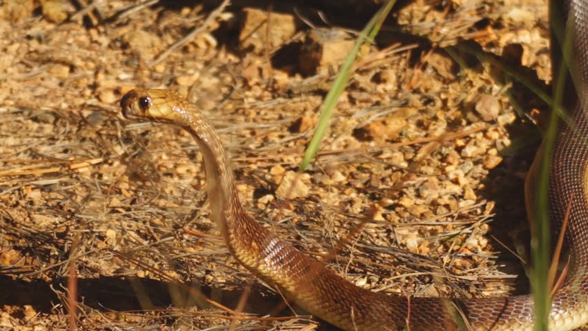 Cape Cobra (Naja nivea) is a highly venomous reptile of southern Africa.