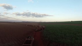 Sugar cane aerial video - Mechanical harvesting sugar cane field at sunset in Sao Paulo Brazil - Aerial drone dolly following tractor and combine harvesting sugar cane field - sugar cane plantation