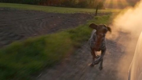 Dog chasing car. Young, cute German pointer dog running outdoor at sunset.