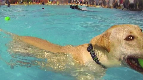 Dogs swimming in a pool, underwater and above water footage. Slow Motion. Three shots. A Golden Labrador and several cross-breeds having fun, swimming and fetching balls.