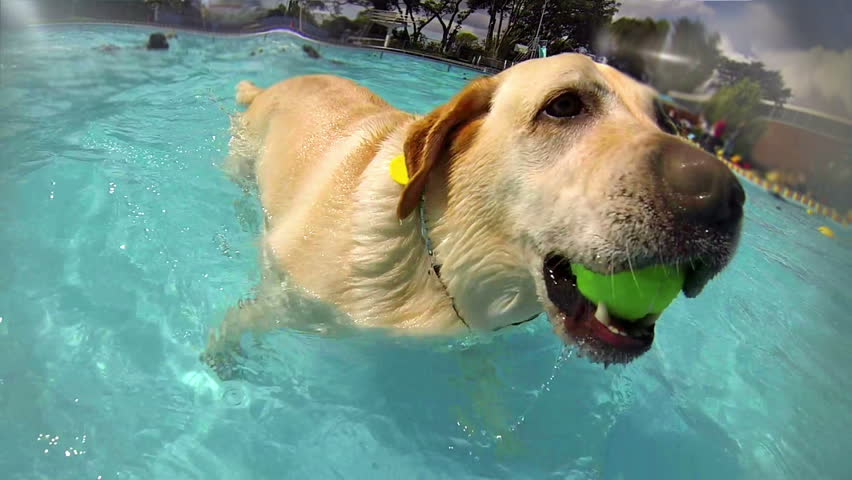 dogs fetching balls underwater