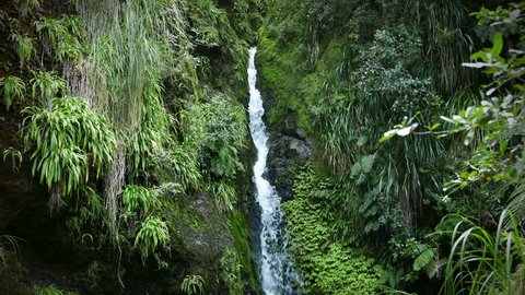 New Zealand: Karamatura Falls. Waterfall in lush green subtropical rain forest. Beautiful nature scene. Location: Waitakere Ranges Regional Park, West Auckland, New Zealand. 