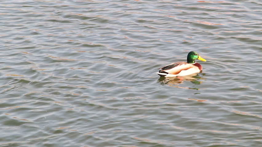 Ducks swim in a pond