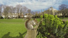 A friendly grey squirrel eating a nut on a fence in a park on a sunny day in Brighton, Uk. Slow motion shot.