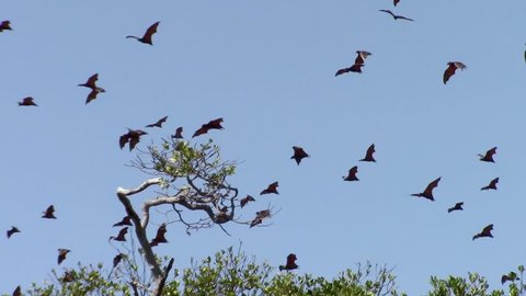 Giant fruit-eater bats (Flying Foxes - Pteropus) flying over the mangrove
