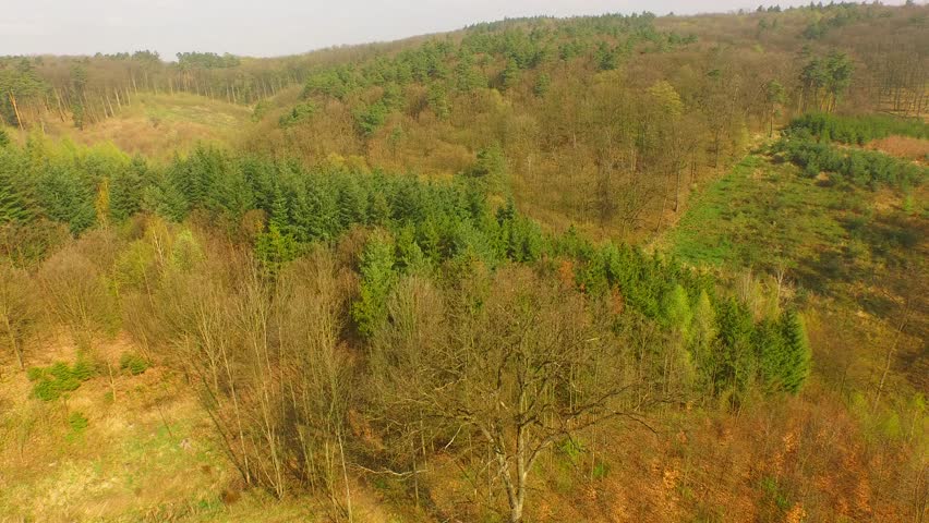 Aerial Above Forest on Spring Day