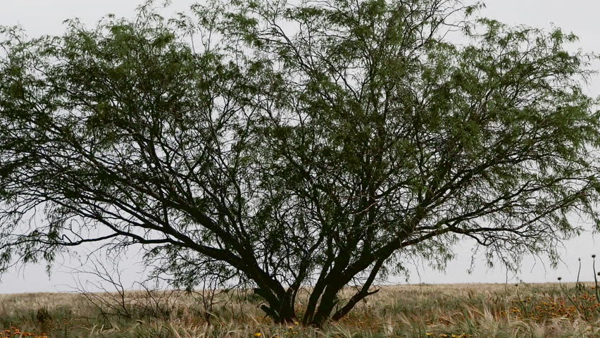 rural landscape tree in the field with wheat