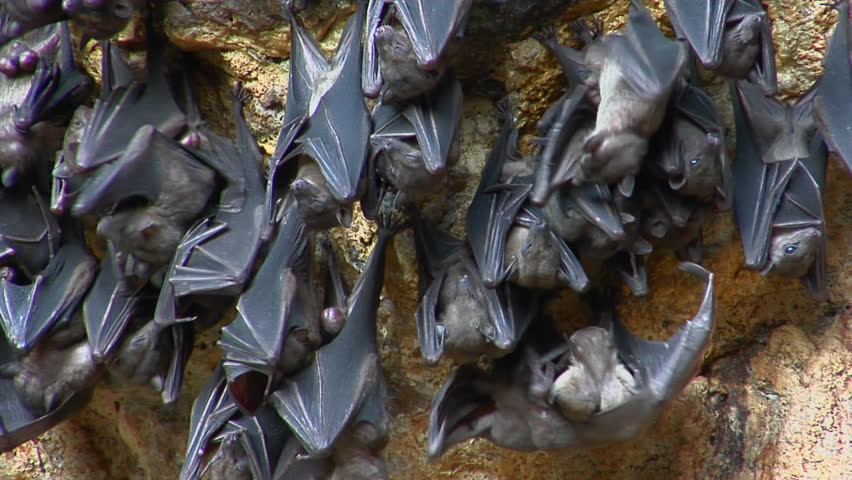 Bats Hang On a Wall Stock Footage Video (100% Royalty-free) 1601119 ...