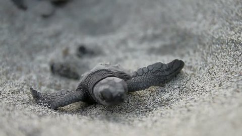 Baby turtle coming out from sand