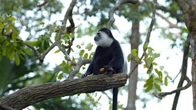 Adorable. furry. black and white monkey sits on a tree branch eating a banana in his habitat enclosure at a popular public zoo. UltraHD 4k footage