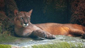 Adult cougar lies lazily on a mossy rock in the shade of her habitat enclosure at a popular public zoo. UltraHD video