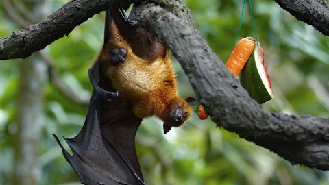 Sleepy Fruit Bat Hangs Lazily Tree Stock Footage Video (100% Royalty 