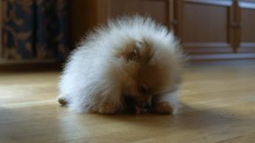 Spitz puppy(4k uhd 3840x2160, ultra high definition, 1920x1080, 1080p) Little cute dog gnawing a bone in apartment