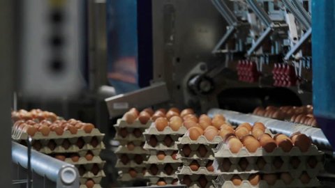 Eggs automated sorting in factory