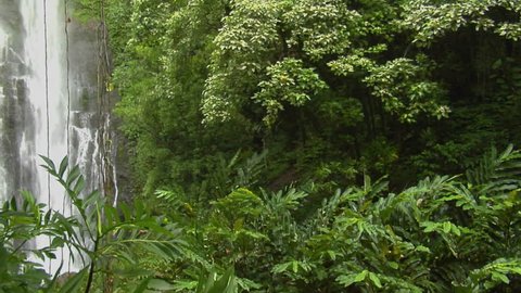 A tropical waterfall flows through a dense rainforest in Hawaii