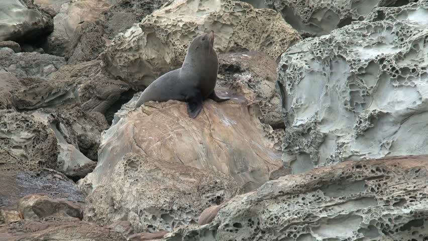 seal on rock