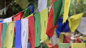 Plenty of colorful Buddhist prayer flags at temple in the Dharamsala near Dalai Lama's residence, India. Video 1920x1080