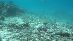 Underwater, school of fish orbicular batfish, Platax orbicularis, over the seabed, Huahine island, Pacific ocean, French Polynesia