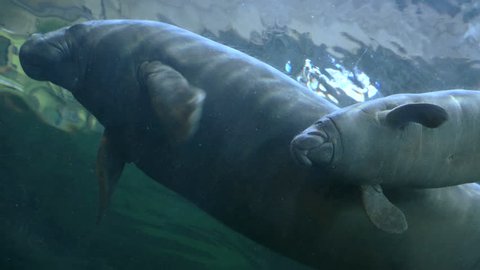 baby manatee with her mother. Faunia, Madrid. filmed in April 2016.