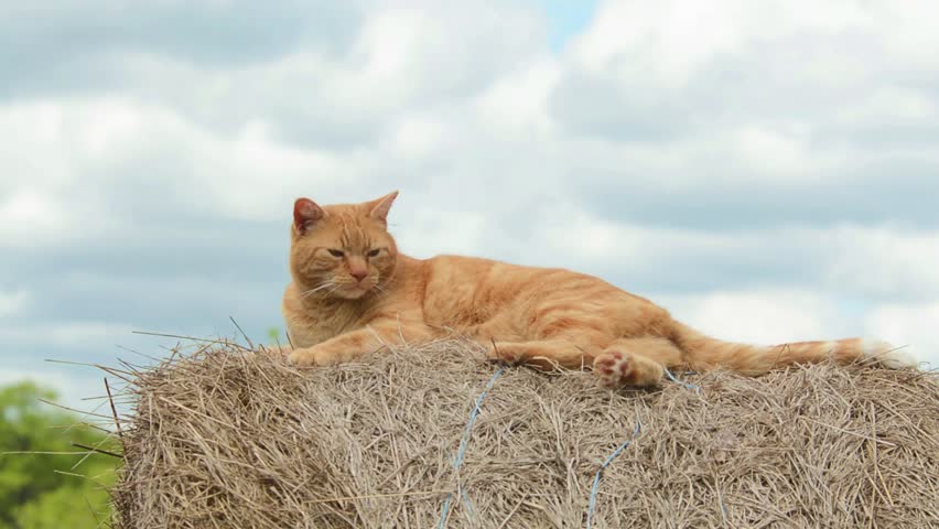 large orange tabby cat