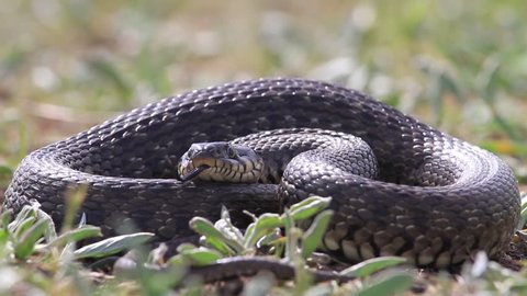 snake in the grass showing tongue/snake in the grass showing tongue,grass snake, the danger, the security
