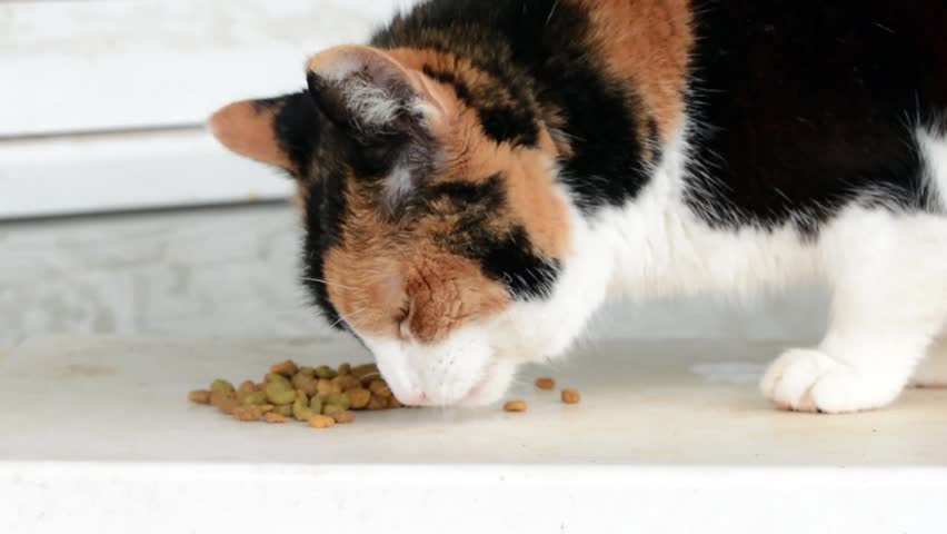 Can kittens eat kibble Clearance