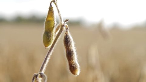 Fall Soybean Field - Dolly Shot Adlı Stok Video