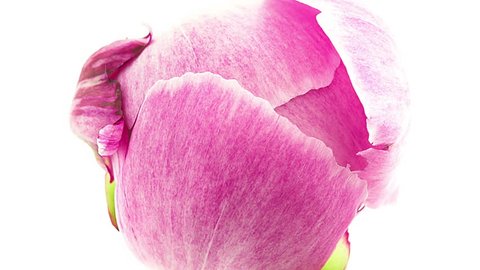 Timelapse of pink peony flower blooming on white background top view
