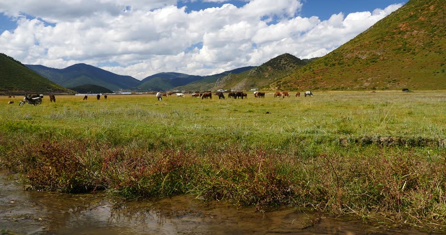 4k horse grazing on the grassland,shangri-la yunnan,china. gh2_10085_4k