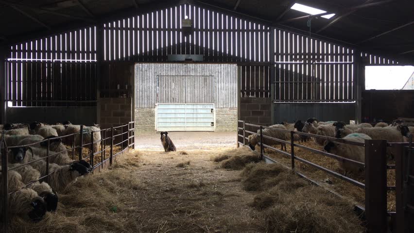 A sheep dog on guard over his flock in the barn during lambing season as it snows outside. 