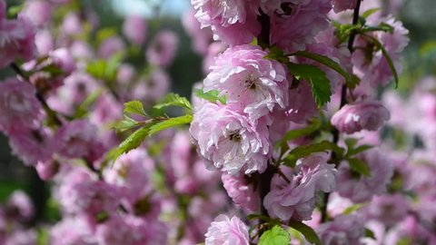 Flowering Japanese plum