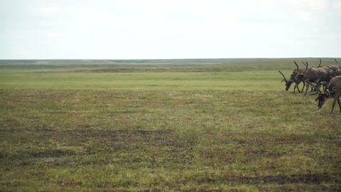 A herd of deer in the tundra. The Yamal Peninsula. 