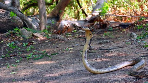  Cobra in Thailand