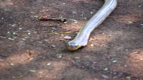 Cobras slither through in Thailand