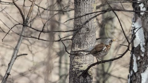 Fieldfare sits among the branches of a tree