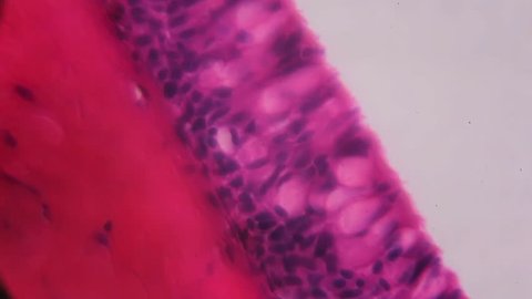 Anodonta gills ciliated epithelium under the microscope - Abstract pink and purple color on white background.