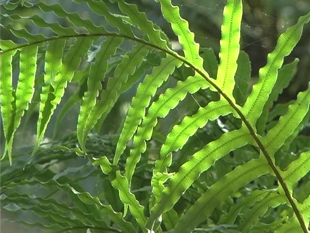 Leaves in the forest