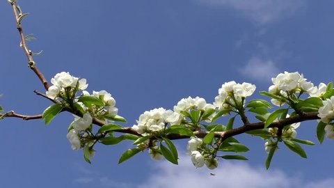 Close up of white apple blossoms on blue sky background. 