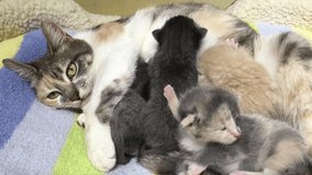 4K video of a Calico mother cat with four  one week old kittens nursing in a bed with pastel striped blanket underneath. view from front of mother